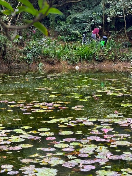 小百岳土庫岳路線上的秘境 山豬湖3029651