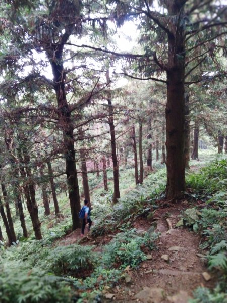 【台中。和平】綠蔭山林滿滿芬多精。大雪山林道 ~1860峰(長壽山)1425467