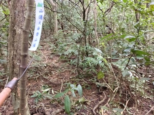 雙溪區石壁坑橋+平林山+武山煤礦土地公+上林山稜線+彎穹越嶺古道+石壁坑橋O型2991287