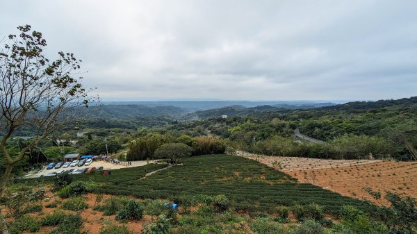 大北坑魯冰花2435730