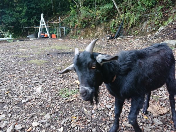 李崠山、泰平山、馬望僧侶山O走1211750