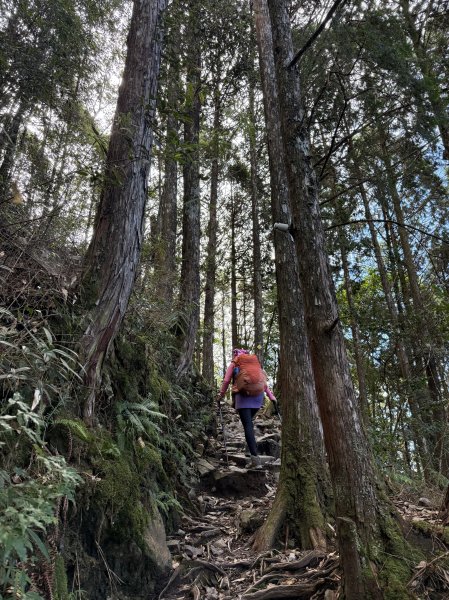 回程下雨的 松鶴上 八仙山 202510252925749