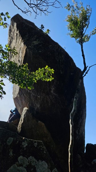 20250209橫沙笛鳶嘴醜肥大西稜O型2709377