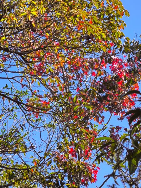 2025-12-21 武界山、獅凸魯山、橫屏山、橫屏山西峰2969710