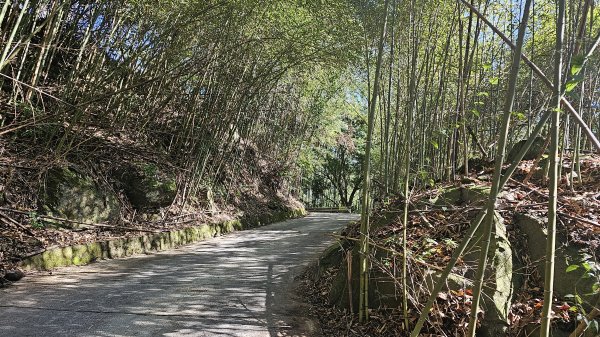 橫龍山 橫龍山北峰 騰龍山 龍年爬龍山2423199