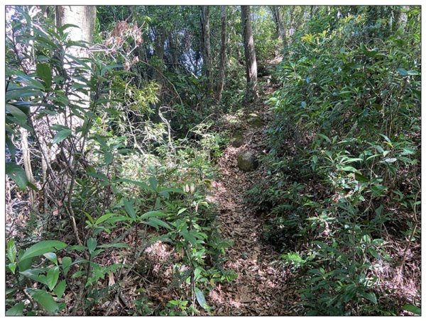 赤柯山、赤柯山南峰、東獅頭山 O型路線2785424