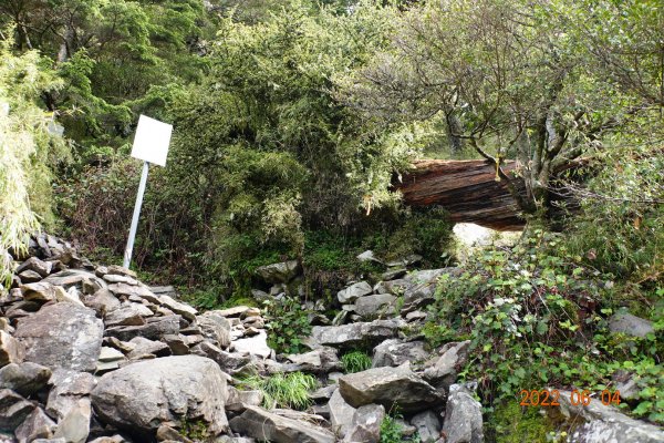 嘉義 阿里山 玉山前峰1731141