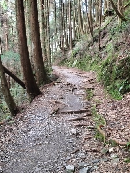 檜山巨木群步道2250319