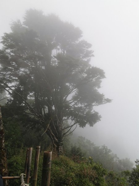 鐵杉林自然步道-物種豐富、太加縱走的起點1043081