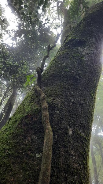 《雲林》望好望角｜石壁山嘉南雲峰步道(中側登山口）202506072805401