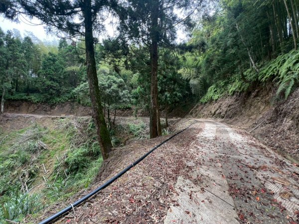 嵐山再古坑。五元兩角 木馬古道2806216