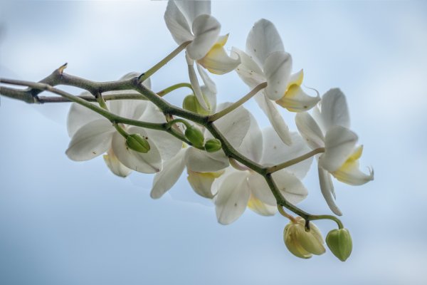 礁溪 五峰旗-跑馬古道3029610