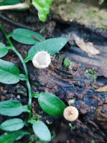 三峽白雞三山2963347