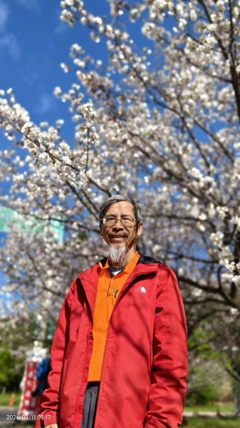 #中山樓 #陽明公園 #十八份 #吉野櫻 #墨染櫻（花葉同開/右側/左側大寒櫻） 3/113013208