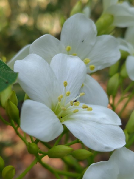 朝聖橋-射鹿部落-高燕部落-旗鹽山-排雲瀑布-沙拉灣瀑布2771043