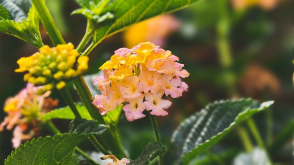 【蛇年走春】高雄桃源 • 世外桃源2700229