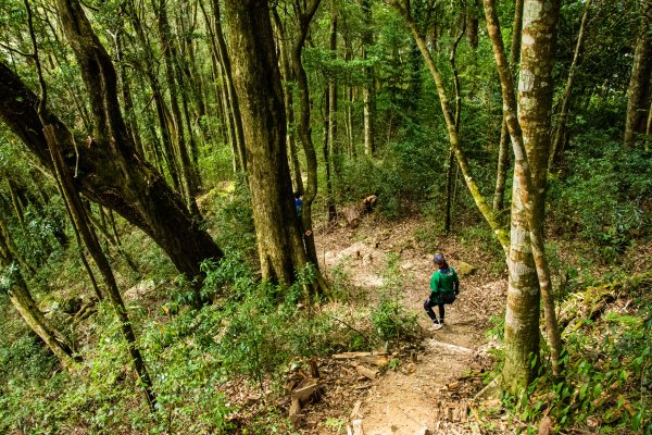 稍來山楓葉林2960864