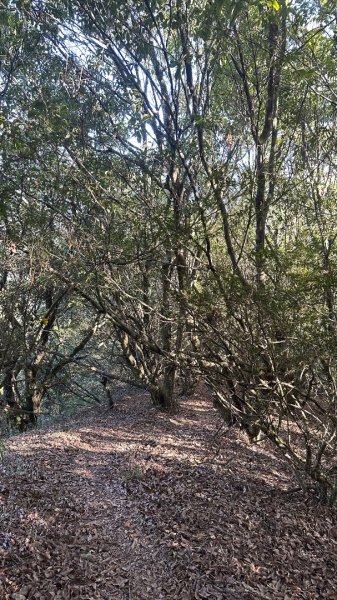 馬武霸下武陵2962381