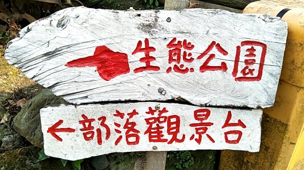 司馬庫斯賞櫻花+巨木群登山步道845084