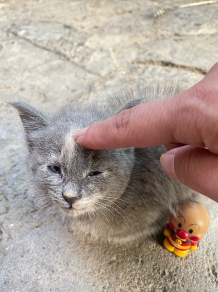 西藏♥️可愛動物🐎人物寫真/拉薩旅拍/美食2902994