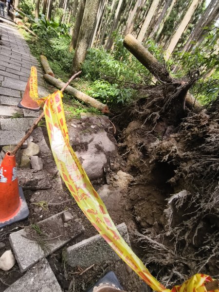[百山百鳥尋旅-05/15] 2025_0830 溪頭賞鳥步道_銀杏步道2875555