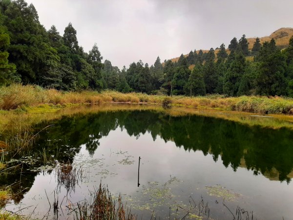 古道探訪｜七星山主東峰苗圃線1567649