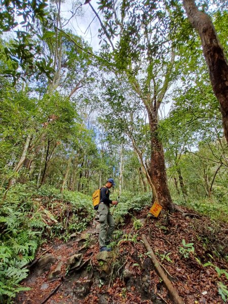 【苗栗泰安】中級山的大霸尖山。 虎山步道2779595
