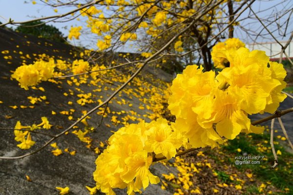 【嘉義】春之花心.民雄黃金風鈴花大盛開--中正大學.林仔尾堤防