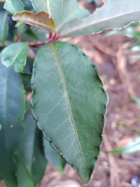 長壽山、肥崠山、醜崠山、大崠山、大崠山經建版2931933