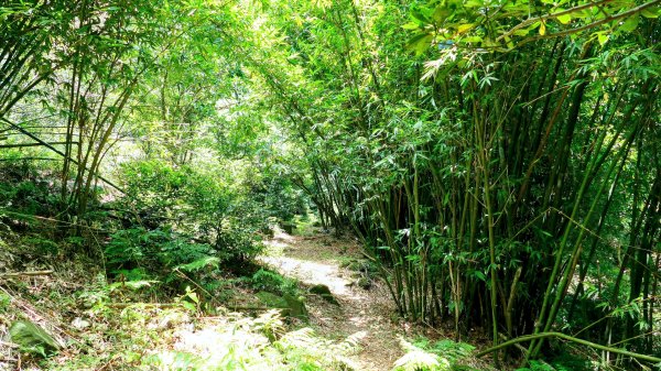 溪和宮,大尖山,擎天崗2823016