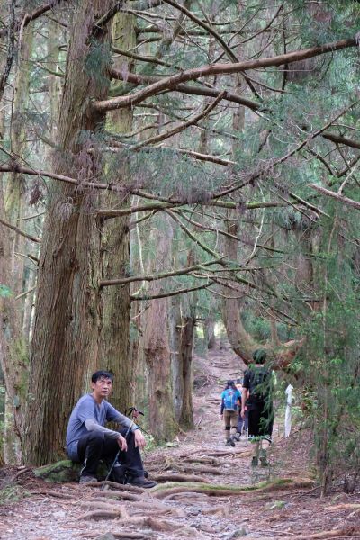 馬崙山~走不完感覺的五星級森林步道337061