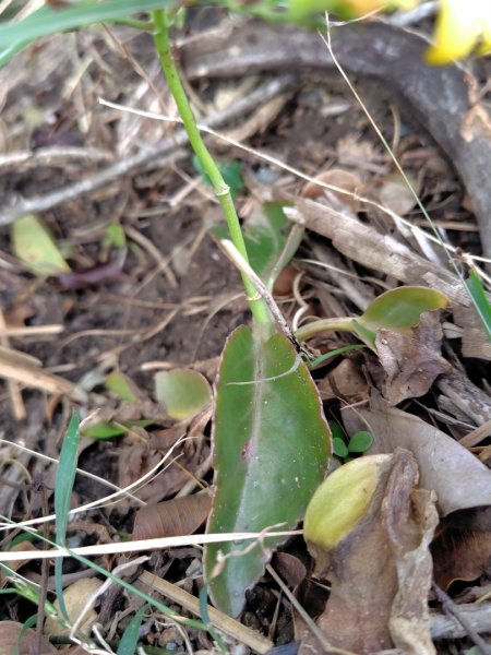 恆春大縱走連走白沙彌山出呆風草原2991475