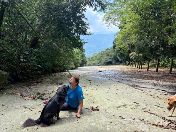 阿里山達娜伊谷、里美避難步道、巨石板步道2909940