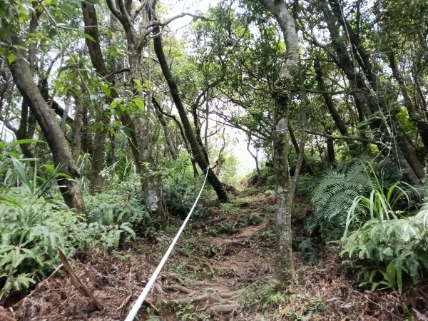 內湖區大丘田保甲路+開眼山+白石湖山+白石湖山東峰+大邱田山+消防山O型2858922