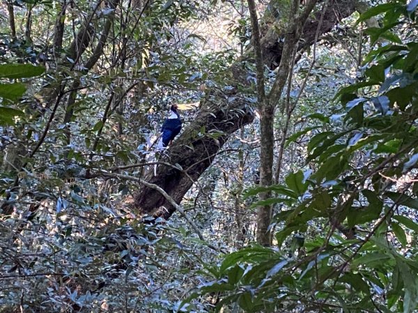 北大武山*複雜多變卻又平易近人的守護聖山1278055