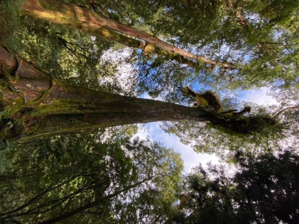 阿里山神木園區1497375