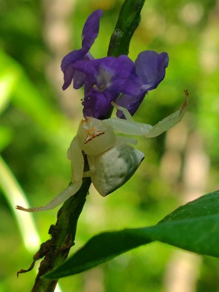 西阿里關山2823100