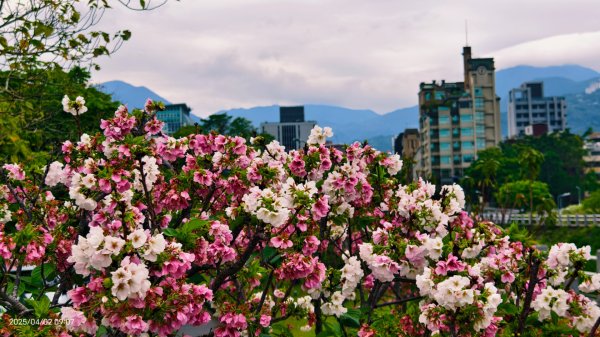 #綠繡眼 訪花 #吉野櫻 #天元宮 #楓樹湖 03162750782