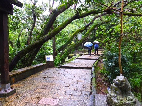 雨櫻虎山溪步道265357