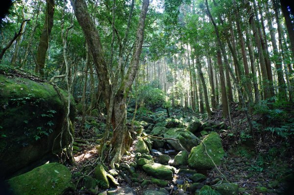 苗栗 南庄 紅毛山、無名山、大坪山2943106