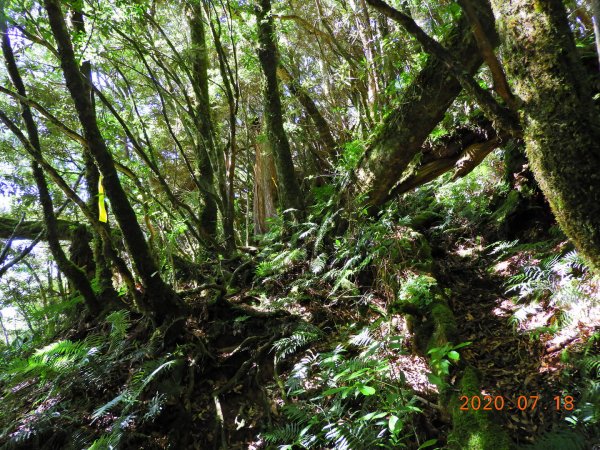 桃園 復興 把家灣山、低陸山1036205