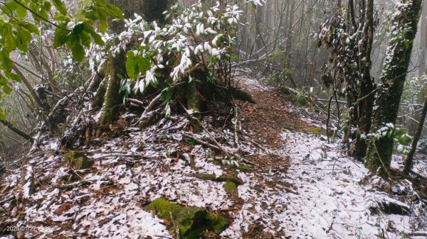 我的2025第一場雪，包場夫婦山，獨享差強人意的雪景&雲海。1/272699854