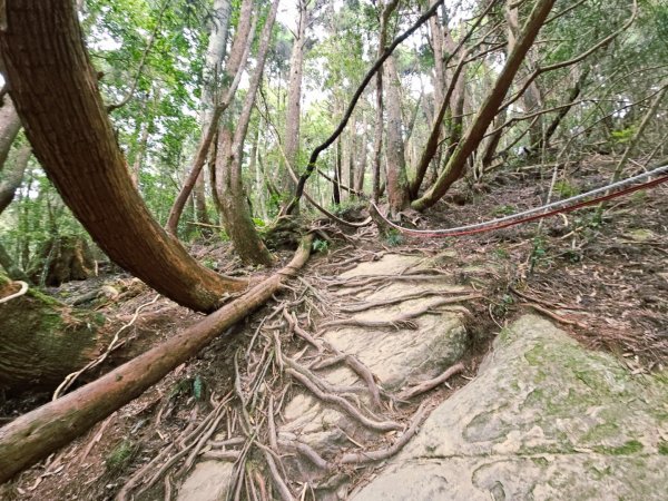 油羅山-2025森遊竹縣皮皮獅探險隊2910105