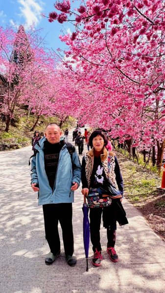 🌈2/19（四）-20（五）司馬庫斯櫻花季2日✨FB：熊熊趴爬走 🌈3004406