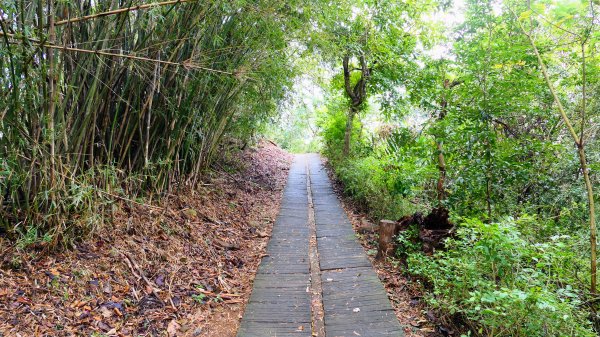 老崎古道(後花園步道)2676848