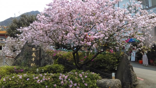 櫻紅繽紛的楓樹湖、跤頭趺崙、小天梯步道、天元宮