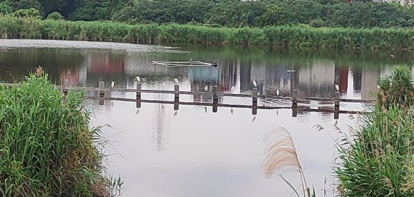 台北大縱走第八段2504042