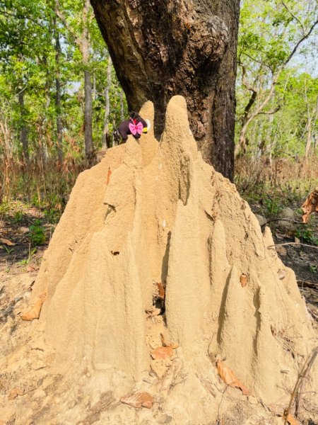 尼泊爾奇旺國家公園4天三夜2788968