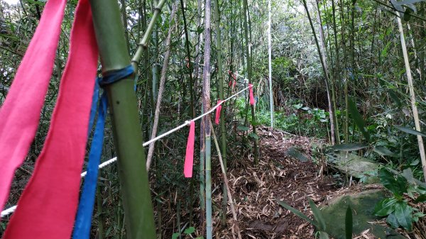 ✅興福寮/巴拉卡舊水管路-開墾地遺址 (全段擴徑增繩.重整完成)2506780