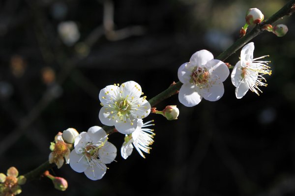 【臺南~楠西】梅嶺賞梅一~觀音步道1246937